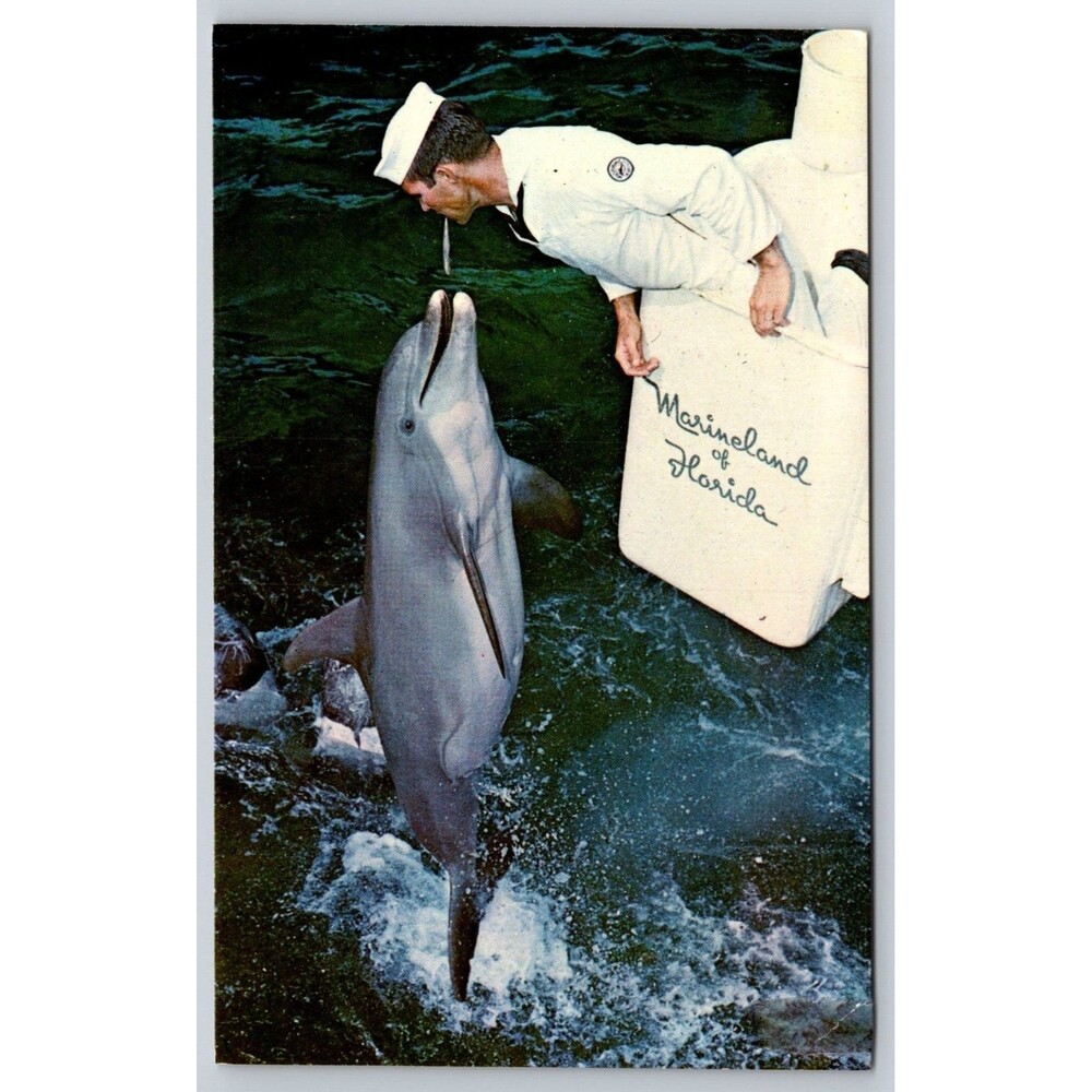 Vtg Marineland of Florida Postcard Porpoise Leap Feeding Fish Tichnor TRIMMED